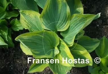 Hosta Stag's Leap